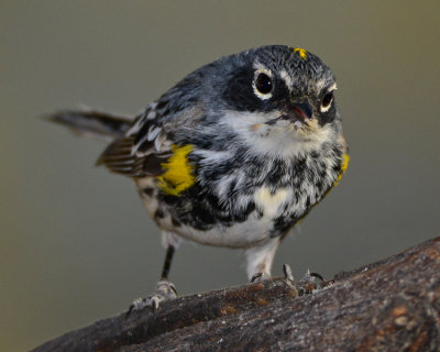 YELLOW-RUMPED WARBLER