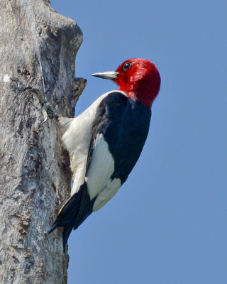 RED-HEADED WOODPECKER