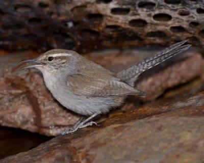 BEWICK'S WREN