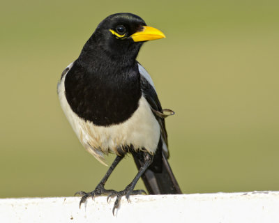 YELLOW-BILLED MAGPIE