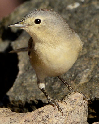 LUCY'S WARBLER