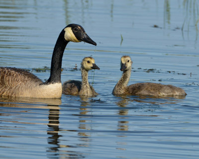 CANADA GOOSE