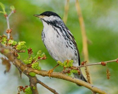 BLACKPOLL WARBLER