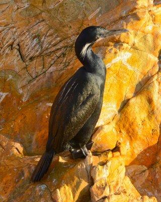 BRANDT'S CORMORANT