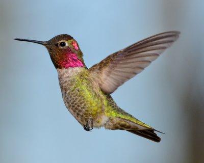 ANNA'S HUMMINGBIRD