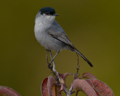 CALIFORNIA GNATCATCHER