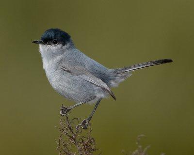 CALIFORNIA GNATCATCHER