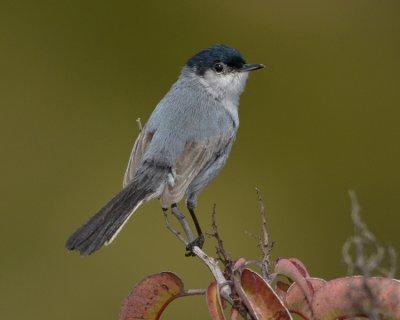 CALIFORNIA GNATCATCHER