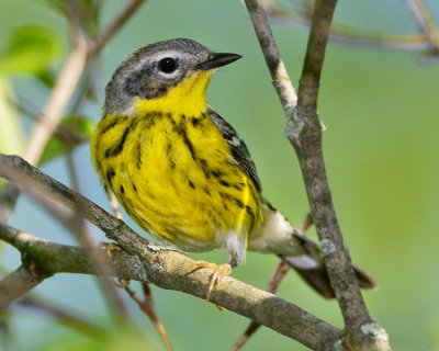 MAGNOLIA WARBLER