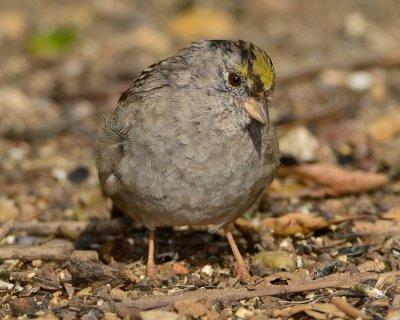 GOLDEN-CROWNED SPARROW