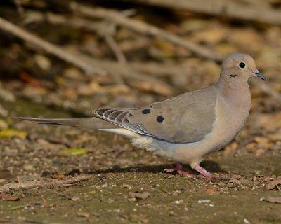 MOURNING DOVE