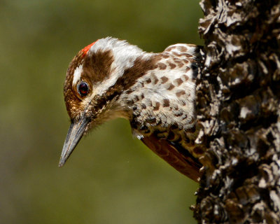 ARIZONA WOODPECKER