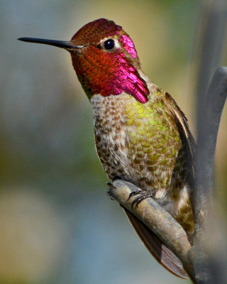 ANNA'S HUMMINGBIRD