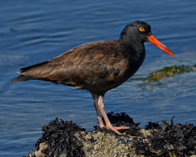 BLACK OYSTERCATCHER