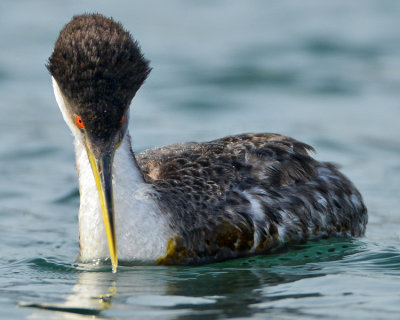 WESTERN GREBE