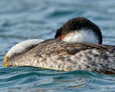 WESTERN GREBE