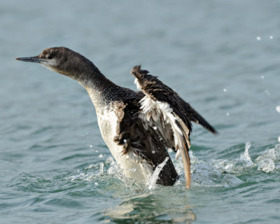 RED-THROATED LOON