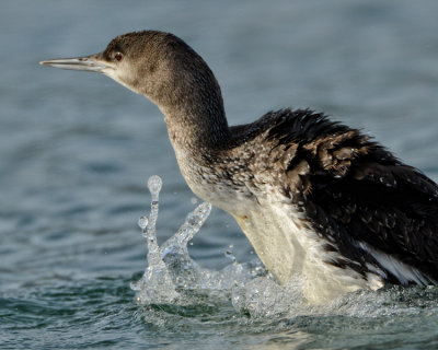 RED-THROATED LOON