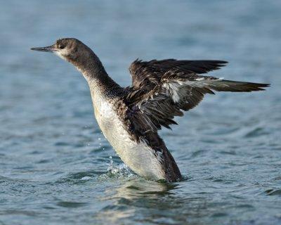 RED-THROATED LOON