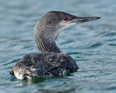 RED-THROATED LOON