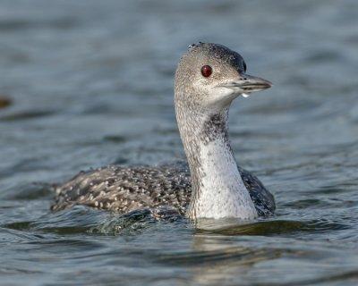 RED-THROATED LOON