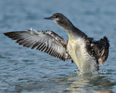 RED-THROATED LOON