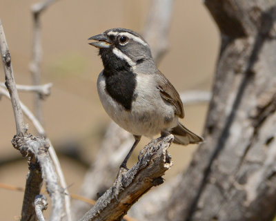 BLACK-THROATED SPARROW