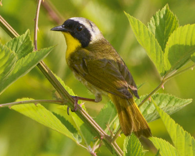 COMMON YELLOWTHROAT