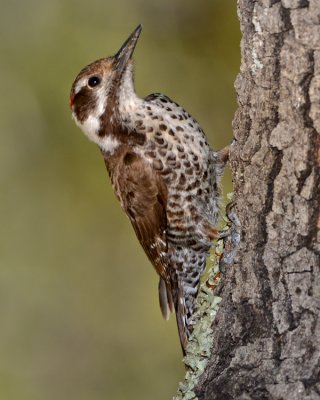 ARIZONA WOODPECKER