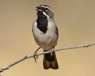 BLACK-THROATED SPARROW