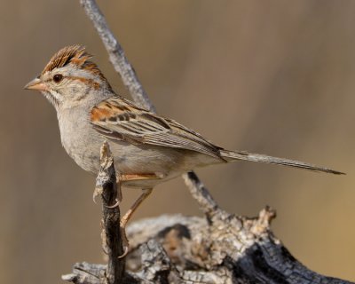 RUFOUS-WINGED SPARROW