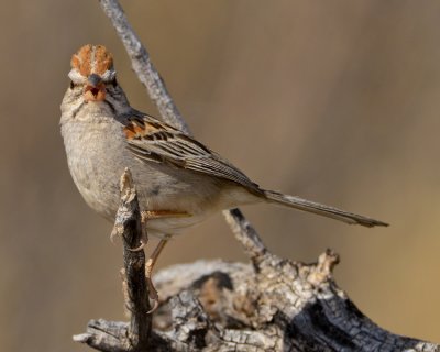 RUFOUS-WINGED SPARROW