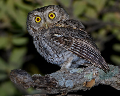 WHISKERED SCREECH-OWL