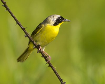 COMMON YELLOWTHROAT