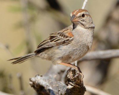 RUFOUS-WINGED SPARROW