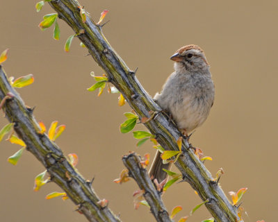 RUFOUS-WINGED SPARROW