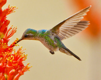 BROAD-BILLED HUMMINGBIRD