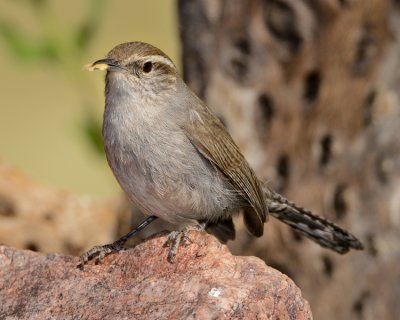 BEWICK'S WREN