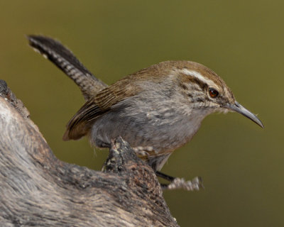 BEWICK'S WREN