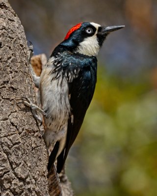 ACORN WOODPECKER