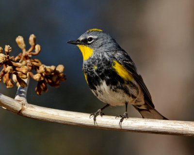 AUDUBON'S WARBLER