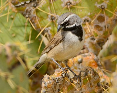 BLACK-THROATED SPARROW