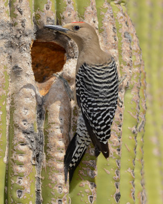 GILA WOODPECKER