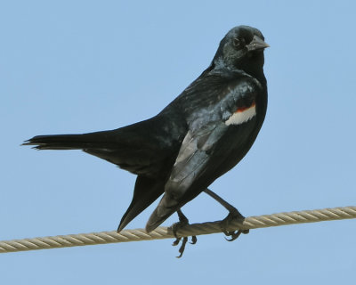 TRICOLORED BLACKBIRD