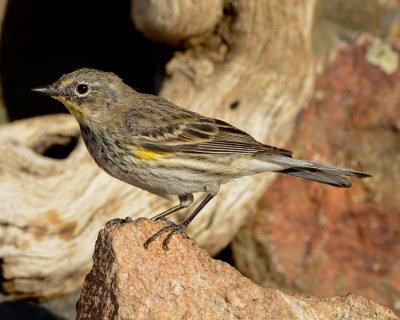 AUDUBON'S WARBLER