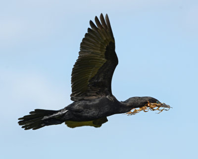 NEOTROPIC CORMORANT