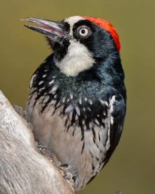 ACORN WOODPECKER