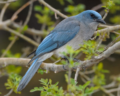 MEXICAN JAY