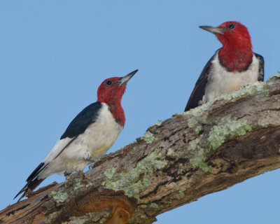 RED-HEADED WOODPECKER