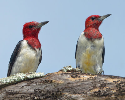 RED-HEADED WOODPECKER